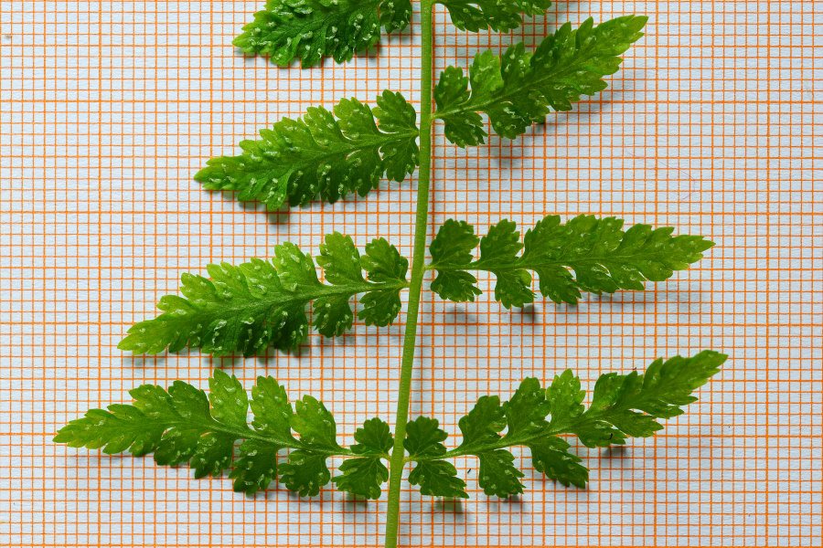 Asplenium obovatum subsp. billotii (=lanceolatum)